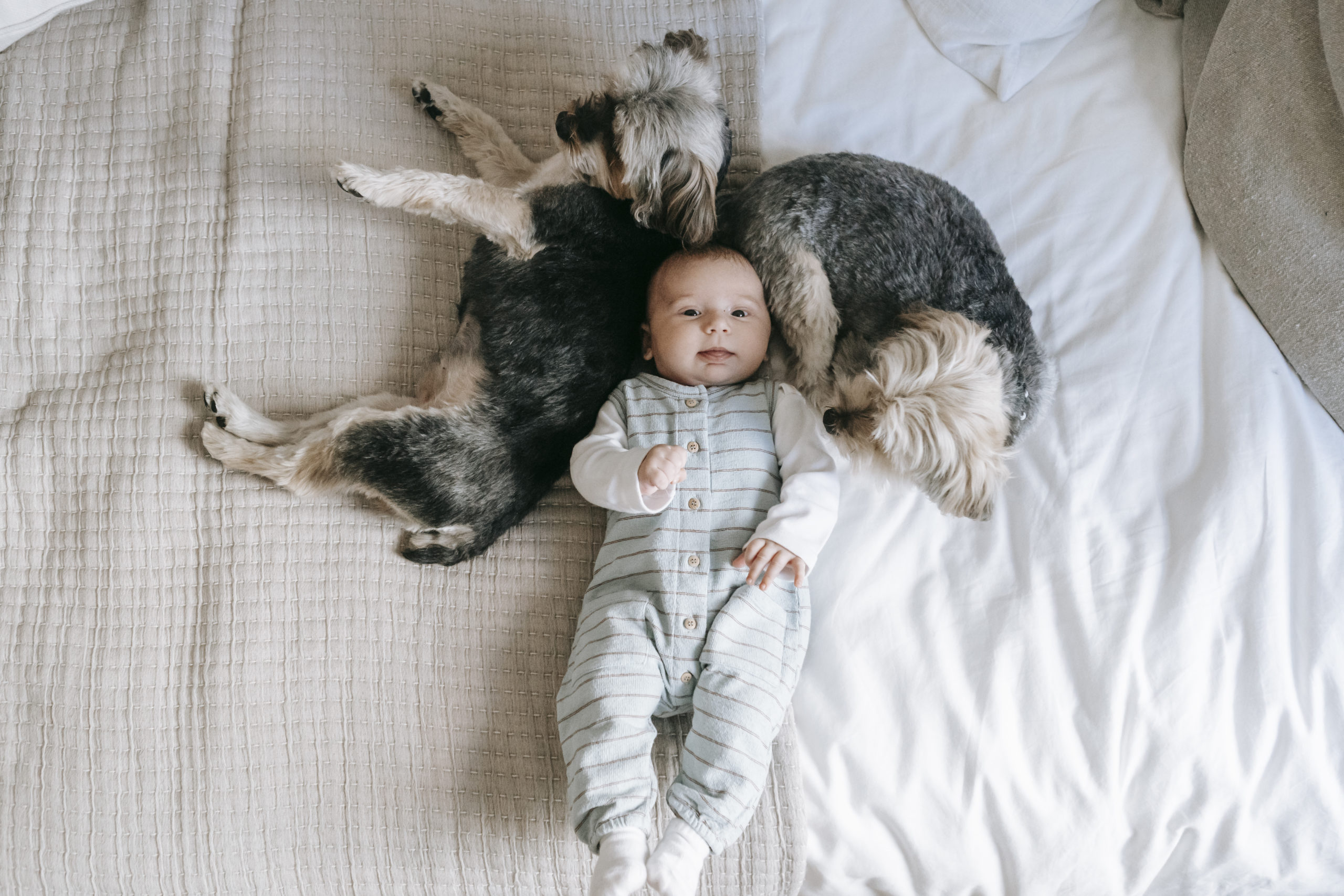 Babies and Pets: Can They Co-Exist?