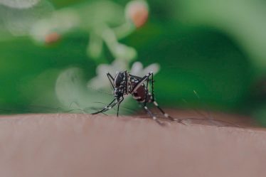 Does Vaccine Raise Risk of Getting Dengue?